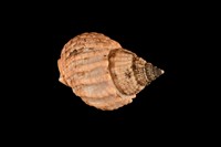 藏品(織紋螺)的圖片